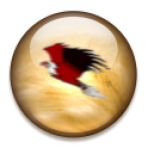 ӥ֮ս