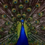 ƴͼ2