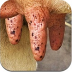 ţ