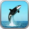 ҵ纣VR ڹƽ v5.4
