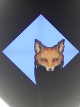 ѷ ⰲװɫ